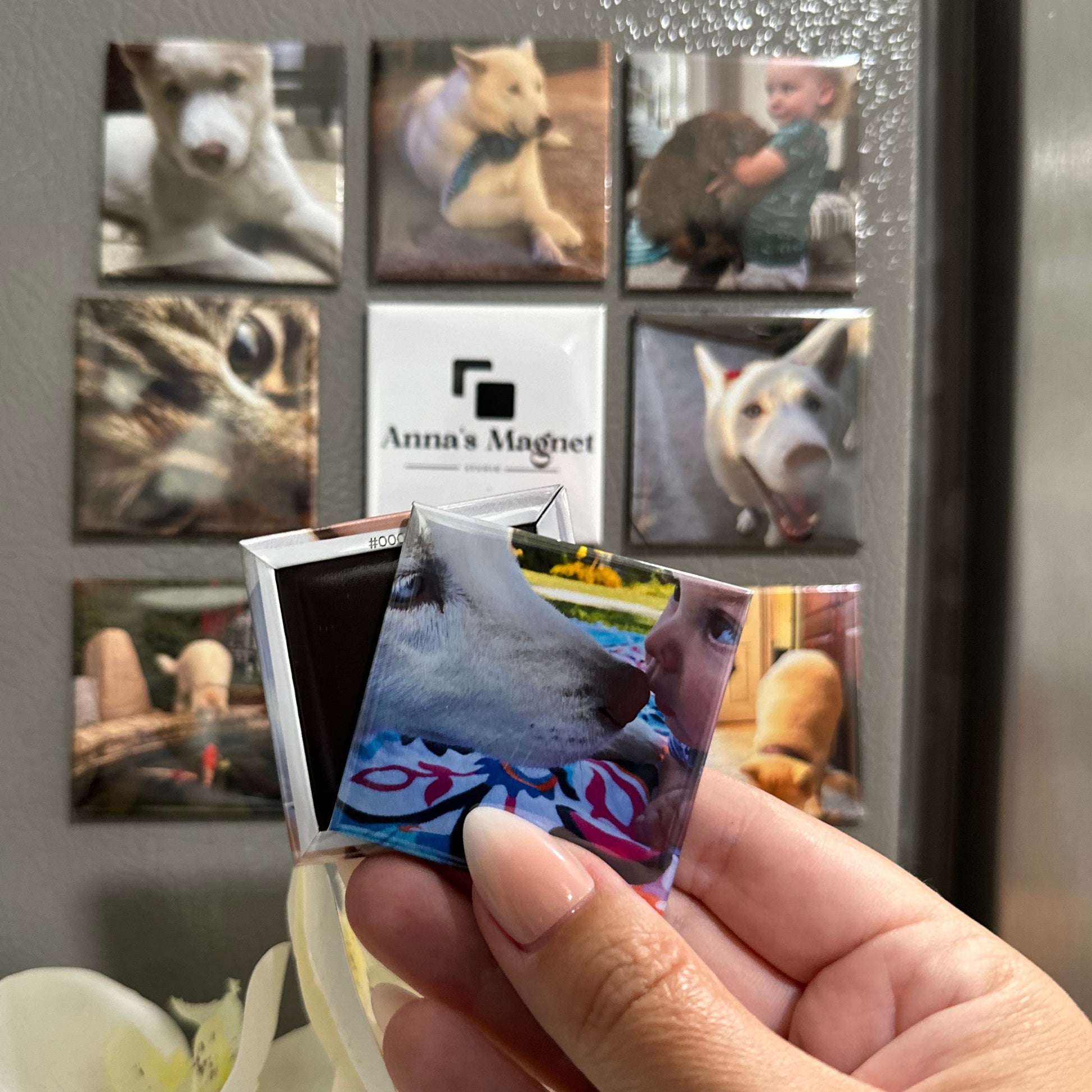 Hand holding a small custom photo magnet with a collection of pet photo magnets displayed on a refrigerator.